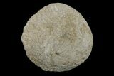 Silurain Fossil Sponge (Astraeospongia) - Tennessee #174243-1